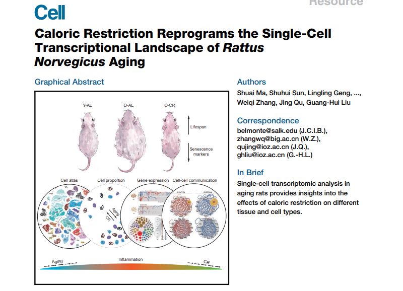 Caloric Restriction Reprograms the Single-Cell Transcriptional Landscape of Rattus Norvegicus Aging